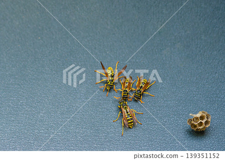 Group of wasps on a grey metal surface Group of wasps on a grey metal surface 139351152