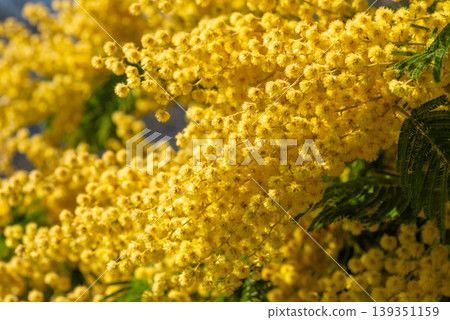 Macro shot of yellow acacia dealbata flowers Macro shot of yellow acacia dealbata flowers 139351159