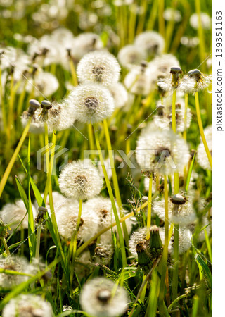 White fluffy dandelions field in spring sunlight White fluffy dandelions field in spring sunlight 139351163