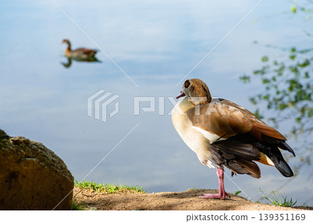 Wild duck on the shore of a lake 139351169