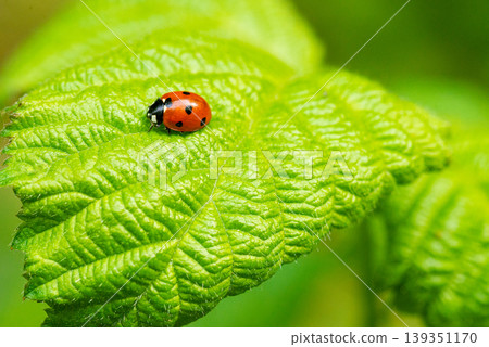 Ladybug crawling on a green leaf macro Ladybug crawling on a green leaf macro 139351170