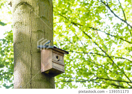 Small bird sitting on a wooden birdhouse roof Small bird sitting on a wooden birdhouse roof 139351173