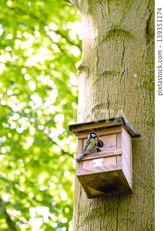 Wild bird entering a wooden birdhouse on tree Wild bird entering a wooden birdhouse on tree 139351174