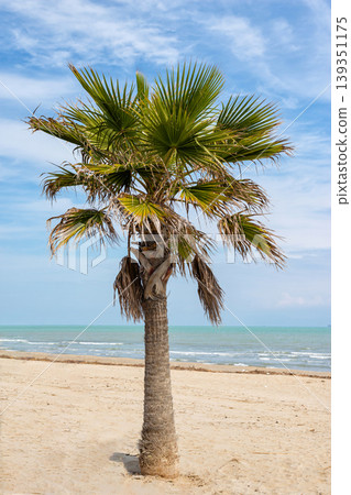 Single palm tree on sandy beach near turquoise ocean 139351175
