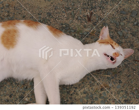 cute cat yawning cute cat yawning 139351192