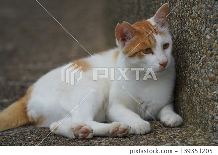 cute cat yawning 139351205