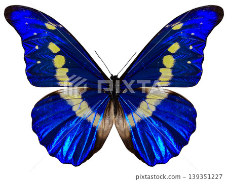 A Morpho helena butterfly shows its shiny blue wings with yellow spots. This butterfly is found in tropical regions and is known for its bright colors. A Morpho helena butterfly shows its shiny blue wings with yellow spots. This butterfly is found in tropical regions and is known for its bright colors. 139351227