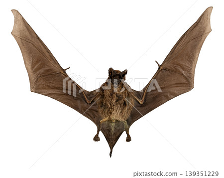A stuffed dried bat of the species Otomops formosus is shown against a plain background. The bat is displayed with outstretched wings to highlight its size and anatomical details for study. 139351229