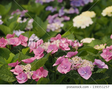 Hydrangea wet in the rain 139351257