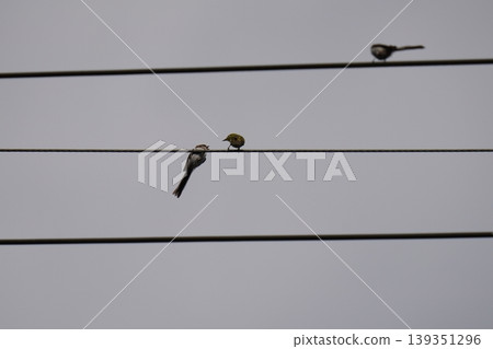 一群長尾山雀棲息在電線上 一群長尾山雀棲息在電線上 139351296