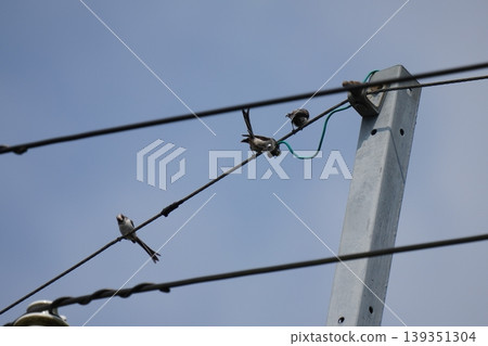 一群長尾山雀棲息在電線上 139351304