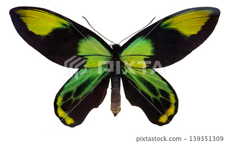 A green butterfly known as Ornithoptera victoria is displayed against a white background. The butterfly is isolated to show its unique wing patterns and body structure clearly. 139351309