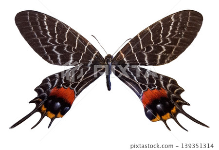 A swallowtail butterfly from Bhutan is displayed. The butterfly is known as Bhutanitis lidderdalii. It shows distinct colors and patterns on its wings. A swallowtail butterfly from Bhutan is displayed. The butterfly is known as Bhutanitis lidderdalii. It shows distinct colors and patterns on its wings. 139351314