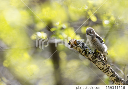 Kogera perching on a tree branch Kogera perching on a tree branch 139351316