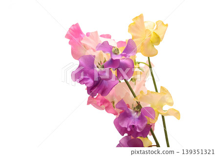 White background sweet pea 139351321