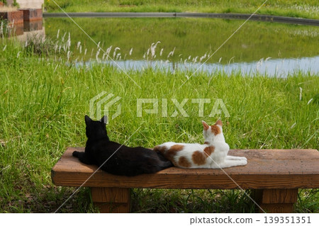 A cat relaxing on the bench A cat relaxing on the bench 139351351