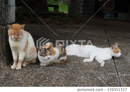 A cat relaxing on the bench 139351357