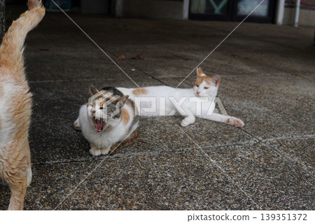 A cat relaxing on the bench 139351372