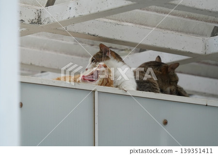 放鬆在長凳的貓 放鬆在長凳的貓 139351411