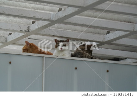 A cat relaxing on the bench 139351413