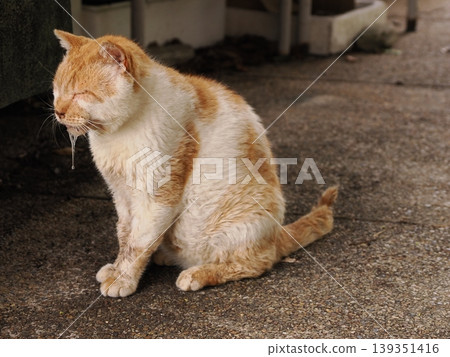 A cat relaxing on the bench A cat relaxing on the bench 139351416