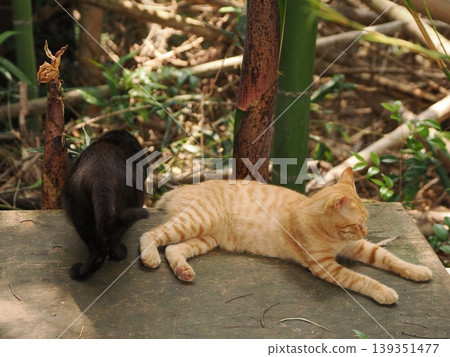 Cute kitten siblings Cute kitten siblings 139351477