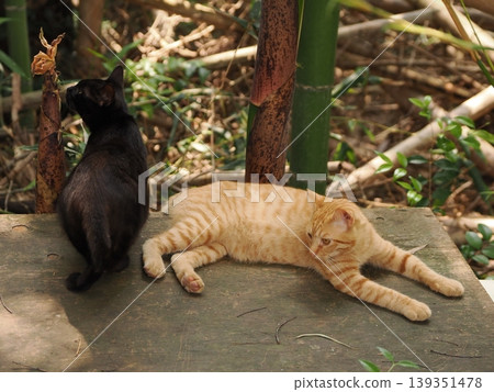 Cute kitten siblings Cute kitten siblings 139351478