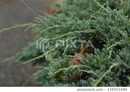 Niitaka Juniper 3 Niitaka Juniper 3 139351499