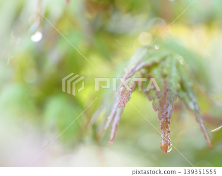 Countless tiny water droplets bordering the leaves of a Japanese maple and the morning light 2 Countless tiny water droplets bordering the leaves of a Japanese maple and the morning light 2 139351555