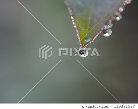 露珠掛滿植物葉片,映襯著夢幻般的散景背景。 露珠掛滿植物葉片,映襯著夢幻般的散景背景。 139351557