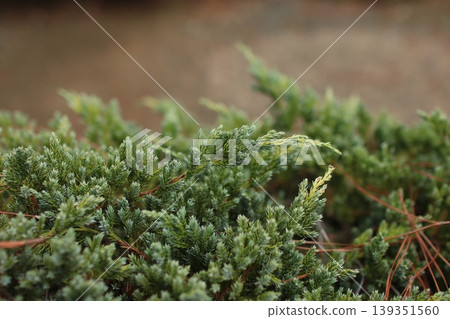 Montana dwarf pine 1 Montana dwarf pine 1 139351560
