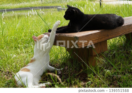 Cute cats living in a colony Cute cats living in a colony 139351588