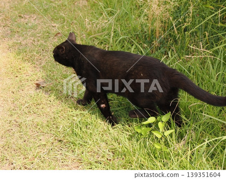 Cute cats living in a colony Cute cats living in a colony 139351604