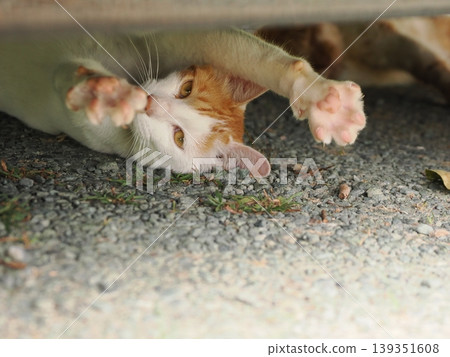 Cute cats living in a colony Cute cats living in a colony 139351608