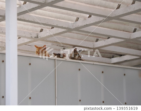 Cute cats living in a colony Cute cats living in a colony 139351619