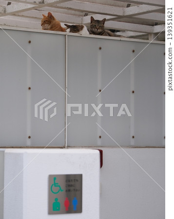 Cute cats living in a colony 139351621