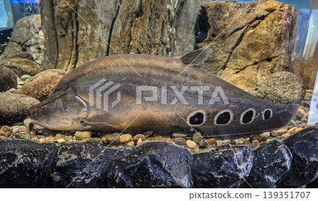 Clown Featherback fish moves through a rocky aquarium setting. It has noticeable black spots on its body, surrounded by stones and aquarium decor. The scene shows aquatic life in a tank. Clown Featherback fish moves through a rocky aquarium setting. It has noticeable black spots on its body, surrounded by stones and aquarium decor. The scene shows aquatic life in a tank. 139351707