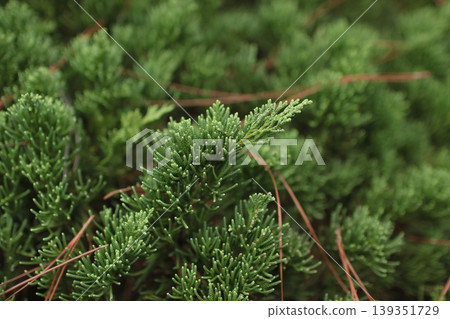 Coniferous tree Juniperus chinensis 11 Coniferous tree Juniperus chinensis 11 139351729