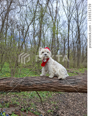 A white Westie dog wearing a red winter outfit is sitting playfully on a fallen tree trunk in a forest. The trees are budding, showing signs of spring. A white Westie dog wearing a red winter outfit is sitting playfully on a fallen tree trunk in a forest. The trees are budding, showing signs of spring. 139351759