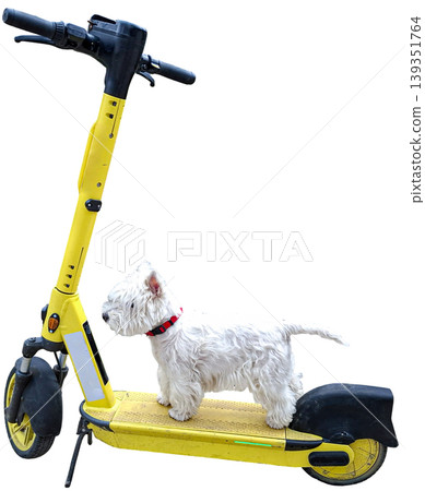 A small white West Highland White Terrier stands on a yellow electric rental scooter. The dog looks alert and curious in a studio with a white background. A small white West Highland White Terrier stands on a yellow electric rental scooter. The dog looks alert and curious in a studio with a white background. 139351764