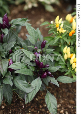Ornamental chili peppers 5 139351771