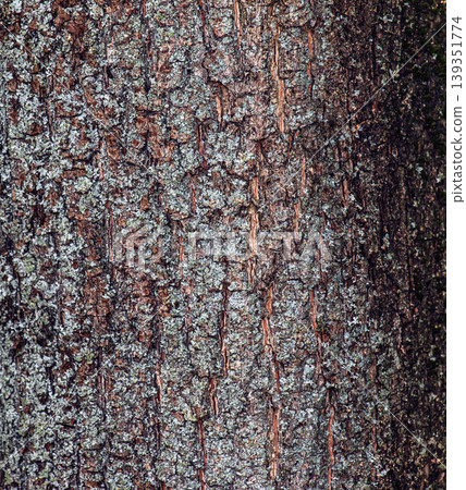 A close-up of the bark texture of a field maple, or Acer campestre in Latin. Deep furrows and cracks appear in the bark A close-up of the bark texture of a field maple, or Acer campestre in Latin. Deep furrows and cracks appear in the bark 139351774