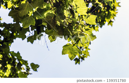 Green spring leaves and fruits of Acer campestre against a blue sky. Green spring leaves and fruits of Acer campestre against a blue sky. 139351780