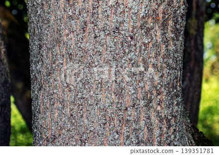 The texture of the bark of the field maple, or Acer campestre in Latin. Deep furrows and cracks in the bark The texture of the bark of the field maple, or Acer campestre in Latin. Deep furrows and cracks in the bark 139351781