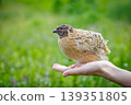 Quail bird perched on a human hand with a blurred green background. Poultry. Poultry farming 139351805