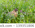 Small, speckled quail bird is hidden amongst vibrant green foliage and delicate purple flowers, blending perfectly with its natural habitat 139351806