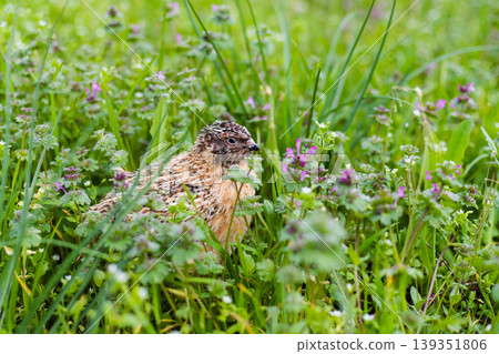 Small, speckled quail bird is hidden amongst vibrant green foliage and delicate purple flowers, blending perfectly with its natural habitat Small, speckled quail bird is hidden amongst vibrant green foliage and delicate purple flowers, blending perfectly with its natural habitat 139351806