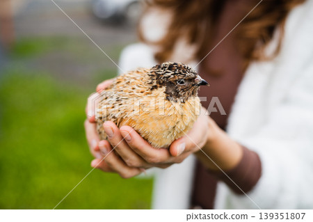 Person holds a small domestic quail in his hands outdoors. Poultry farming. Household Person holds a small domestic quail in his hands outdoors. Poultry farming. Household 139351807