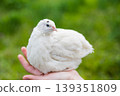 White quail rests calmly in a human hand against a lush green background. Moment of trust between human and bird in nature 139351809