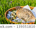 Quail bird with speckled eggs in a basket on green grass. Quail eggs. Eco friendly produce. 139351810